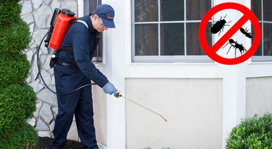 Haymana Kemirgen İlaçlama böcek ilaçlama ve haşere kontrolü — ilaclama-tr.com